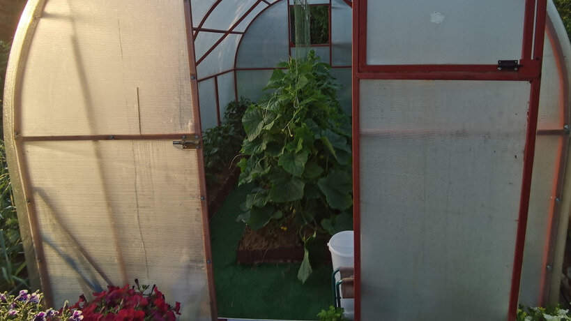 Теплицы нужно проветривать. Огурцы это особенно любят. 