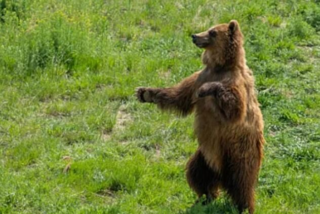 https://weekend.rambler.ru/crazy-world/52767183-v-altayskom-zapovednike-uspeshno-perezimoval-medvezhonok-sirota/