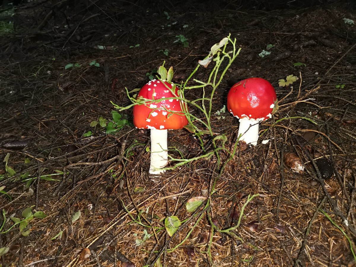 Говорят грибы уже растут, но я пока не видела. Мухоморы прошлых сезонов. 