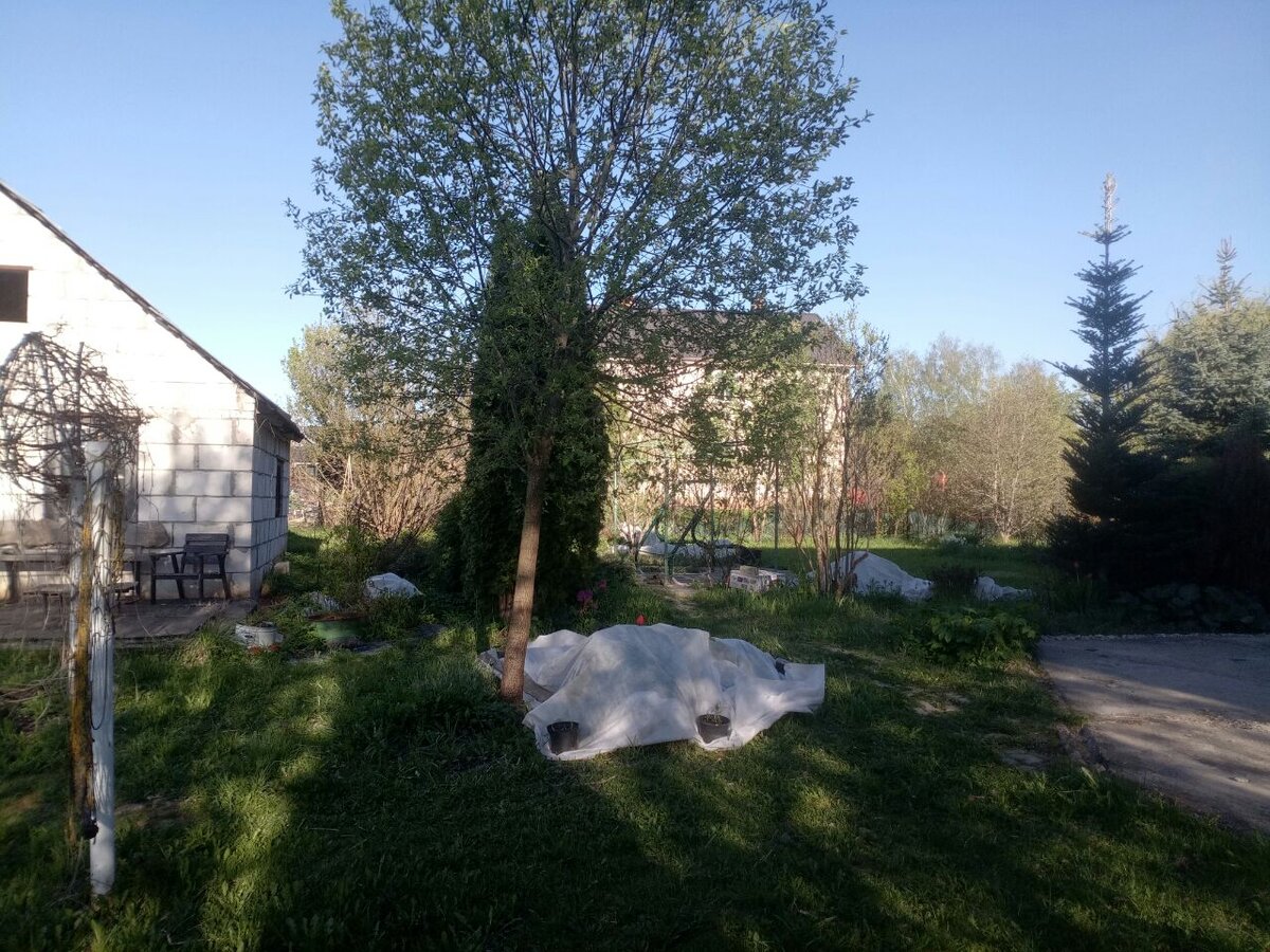 Сад перед заморозками