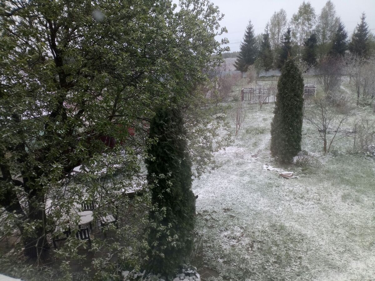 Сад под майским снегом :)