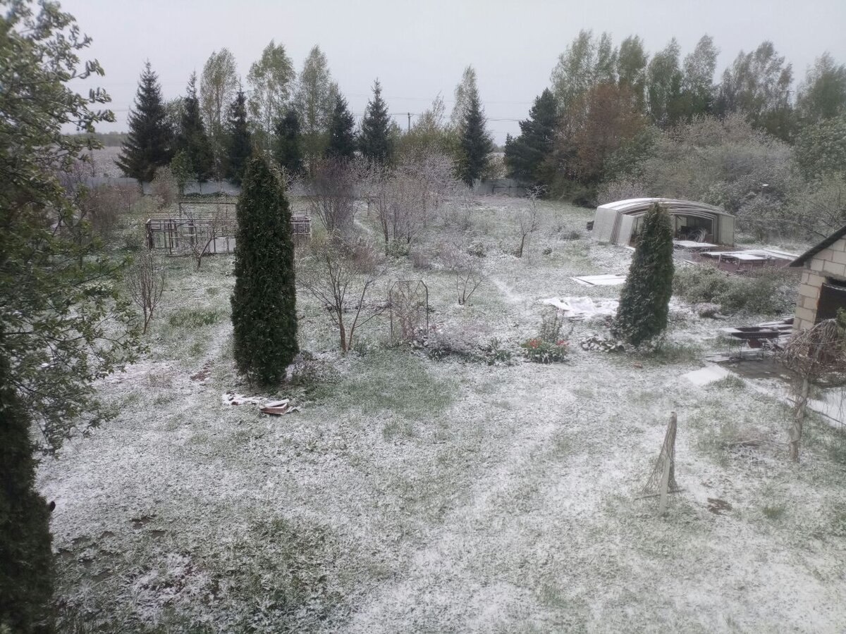 Хорошо, плодовые не все расцвели