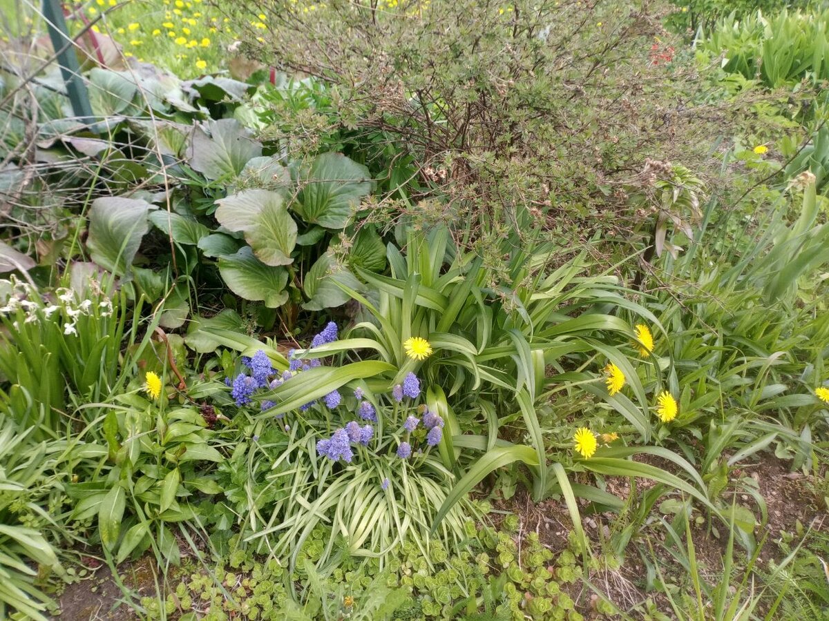 Сад после заморозков. В клумбах вовсю цветут одуванчики...