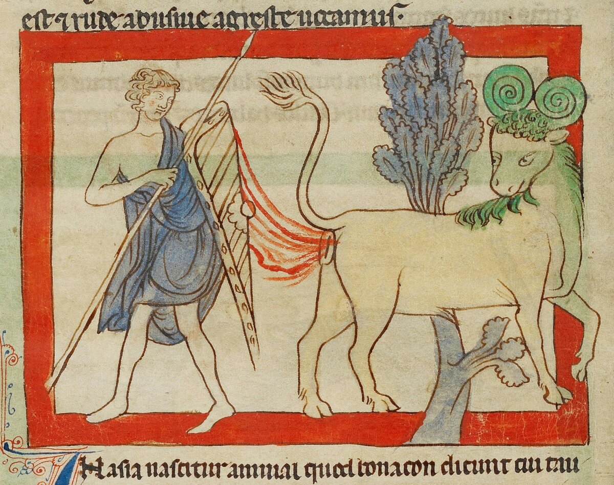 Оборона боннакона из Нортумберлендского бестиария, 13 век.