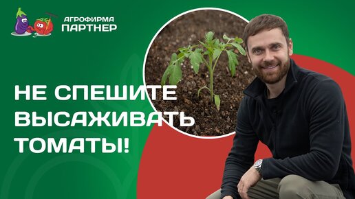 ВЫСАЖИВАЕМ ТОМАТЫ В ТЕПЛИЦУ! КАК ЗАМЕРИТЬ ТЕМПЕРАТУРУ ГРУНТА? И ЧТО ДОБАВИТЬ В ЛУНКУ?