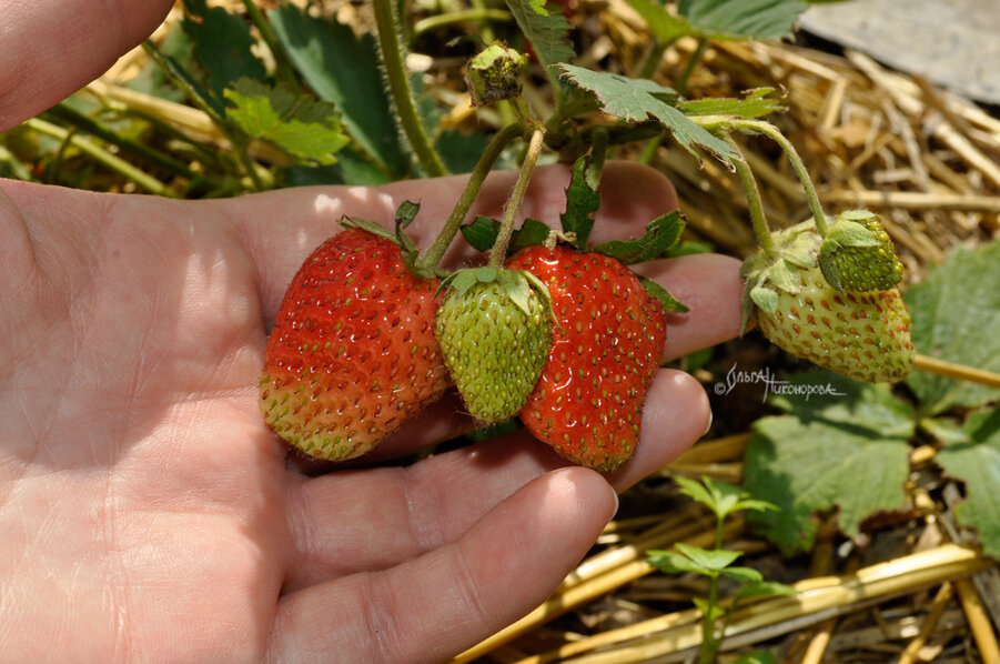 Стараюсь подкармливать клубнику только био и эко удобрениями, без химии.