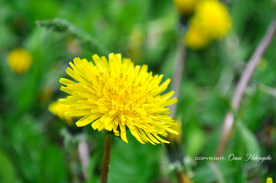Одуванчики - полезные сорняки!