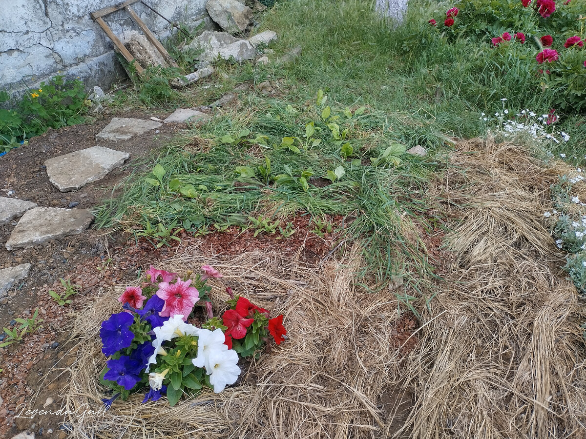 Посадила астры за петуньками, клумба почти засажена ))