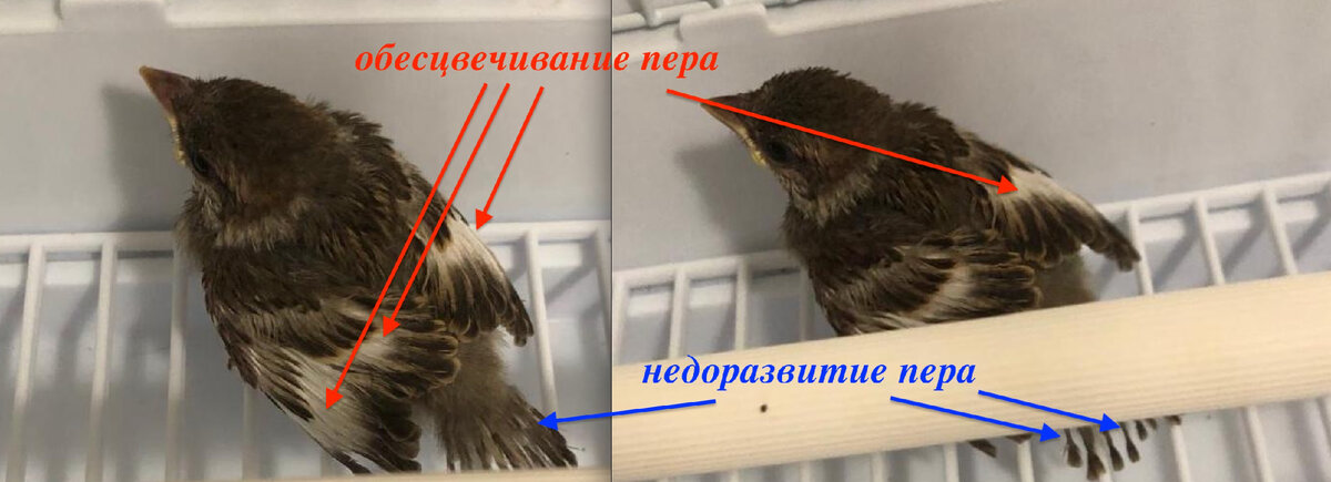 Рахитичный слёток воробья. Стрелками отмечены признаки рахита.