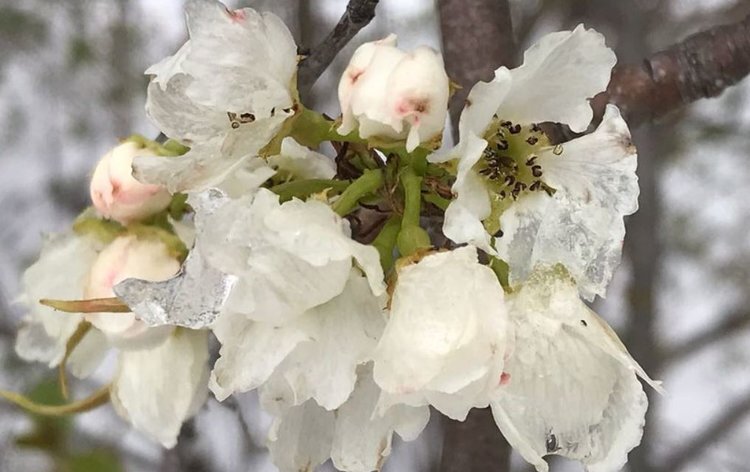    Какие плодовые культуры сильнее страдают от майских заморозков и об устойчивом рекордсмене