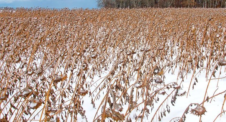    Что происходит с зерном и семечкой подсолнечника после зимовки под снегом