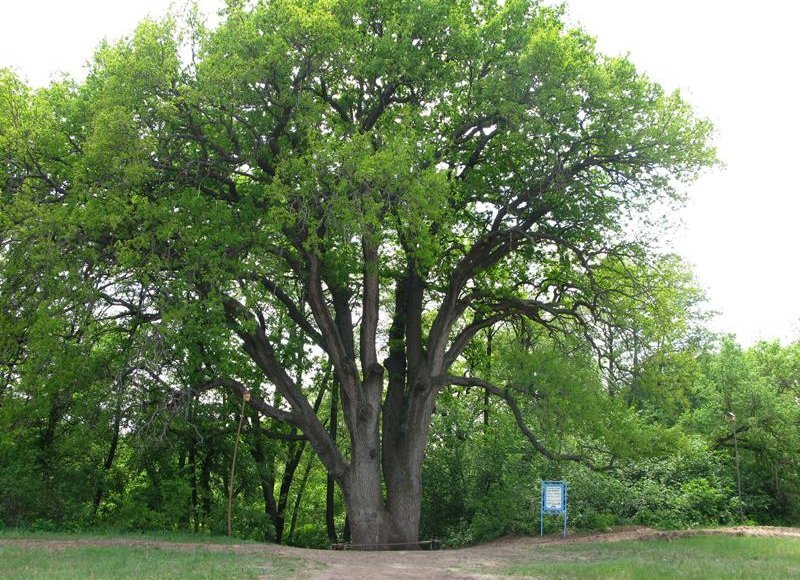    Вешенский дуб. Фото: rosdrevo.ru