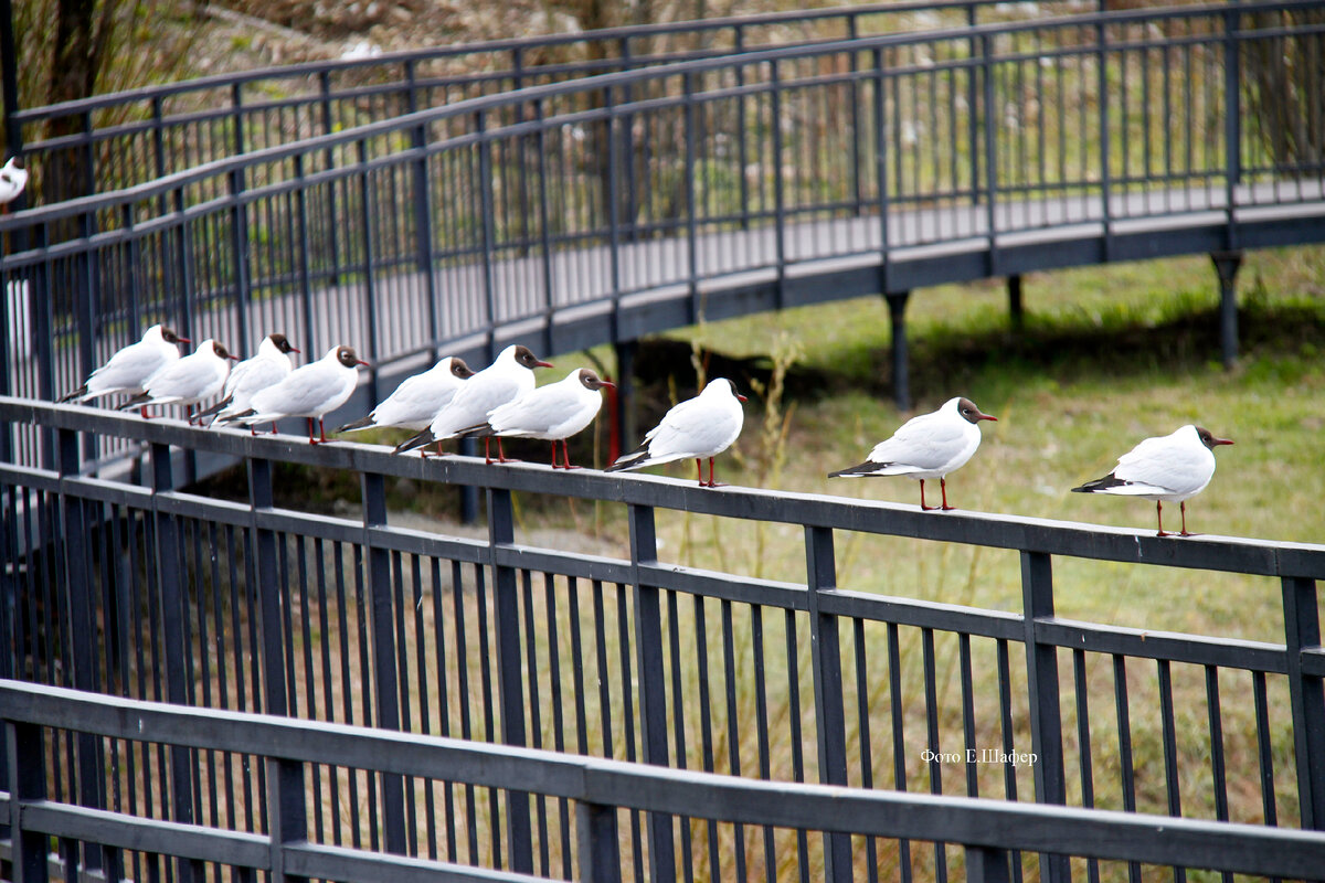 Очень интересно расположились чайки на набережной.