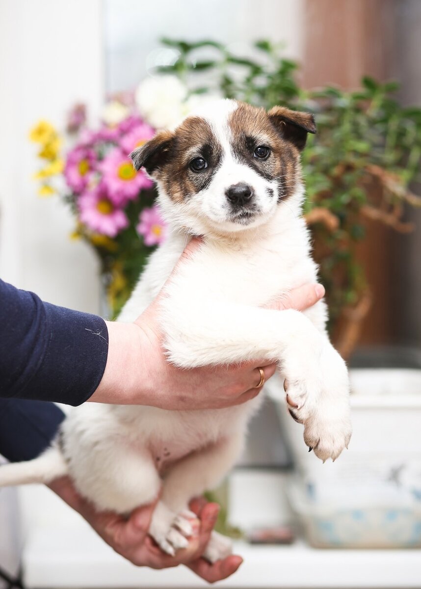 две девочки 1,5 - 2 месяца