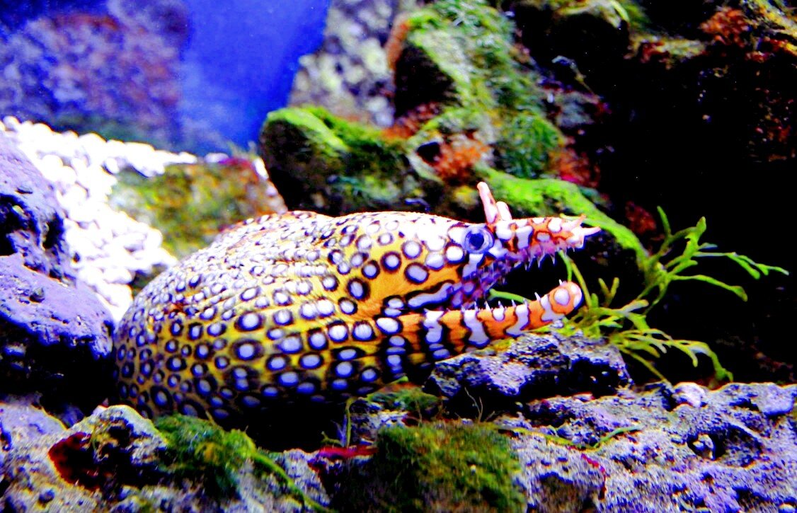Лат. Enchelycore pardalis, фото: amiel.club