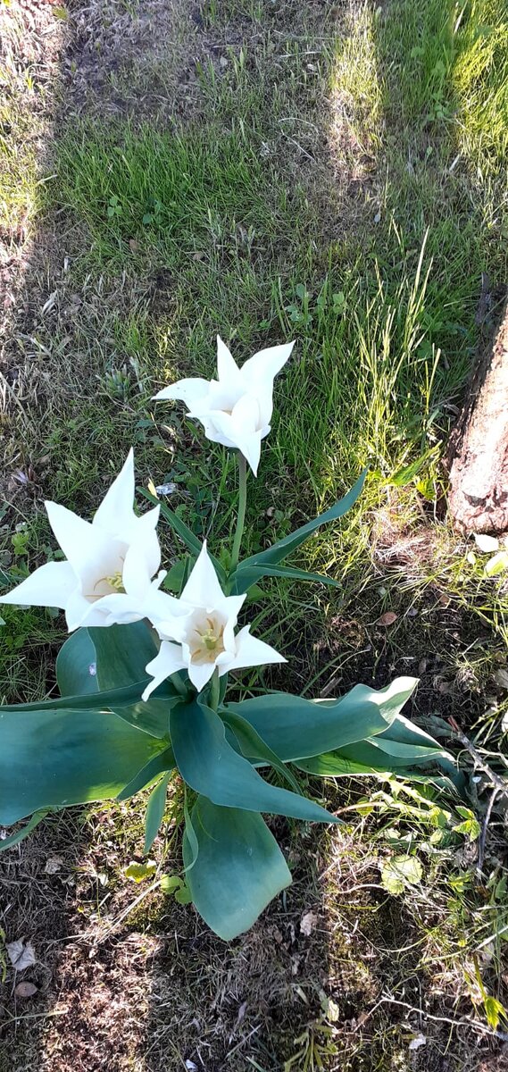 Погоды хорошие тюльпаны глазик радуют ( фото автора )