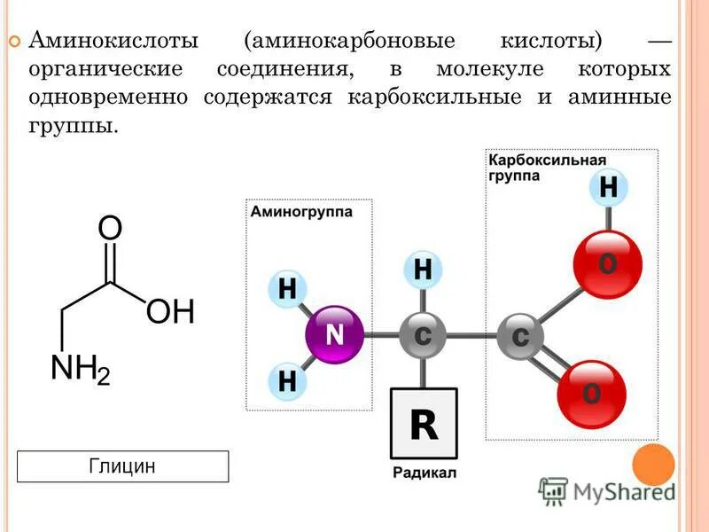 Изображение общей формулы всех аминокислот. Изображение взято из интернета