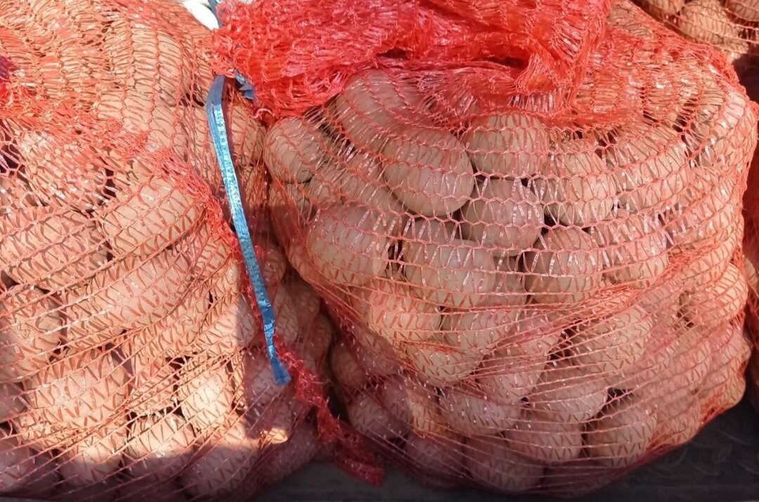 Вот они, мои красавцы-семена! 