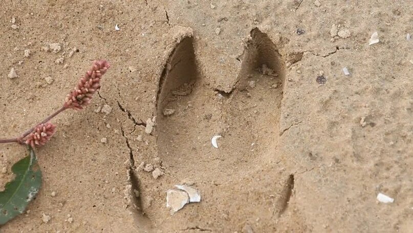 След от копыта козы, напоминающий листья сныти