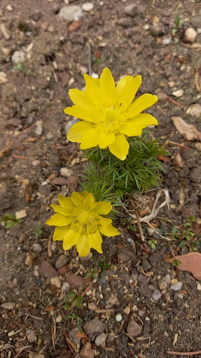 Адонис , как маленькое солнышко!