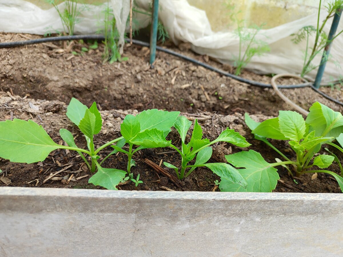 Однолетние георгины "Веселые ребята", сажала семенами в конце марта