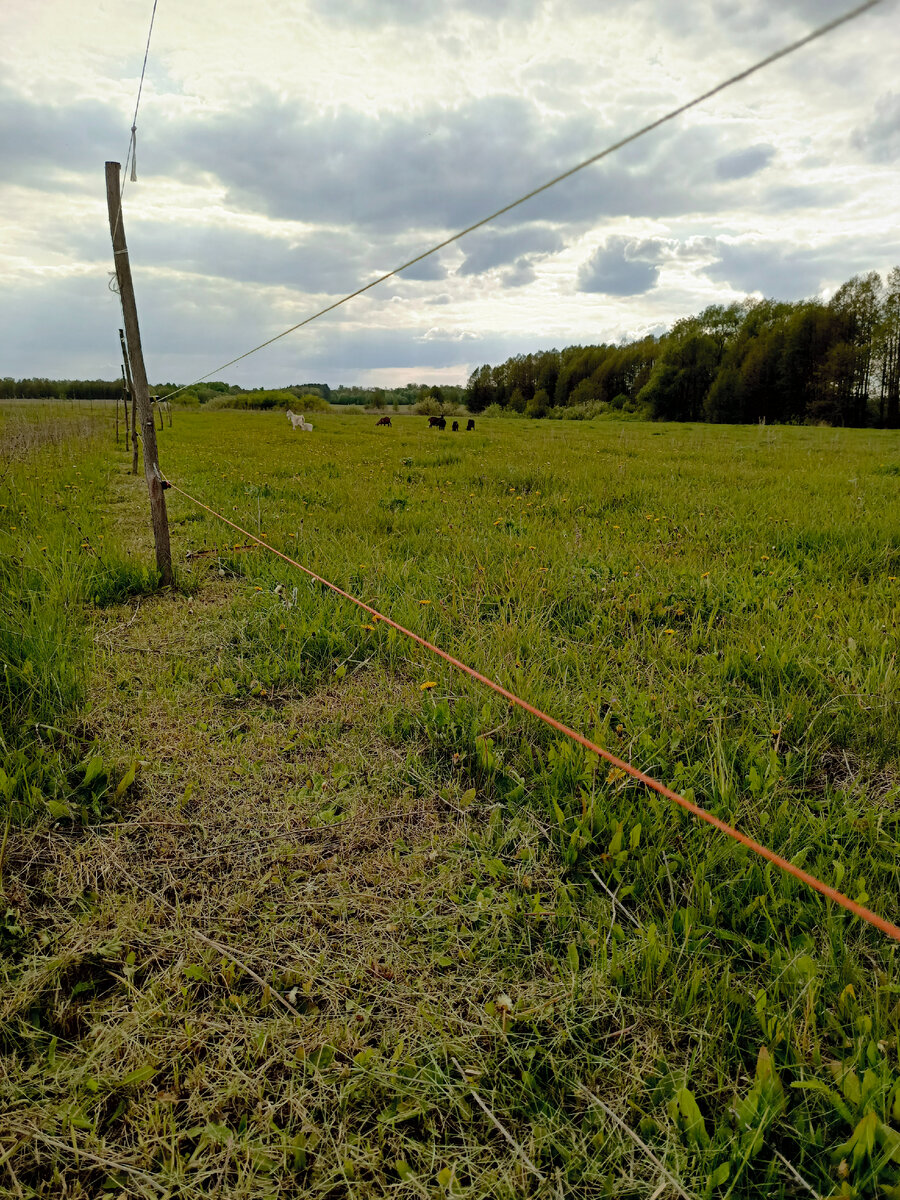 Электропастух