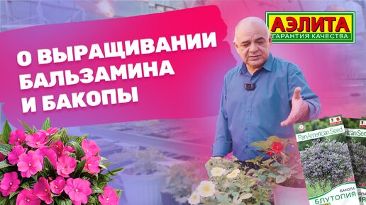 Бакопа и бальзамин: советы от профессора!