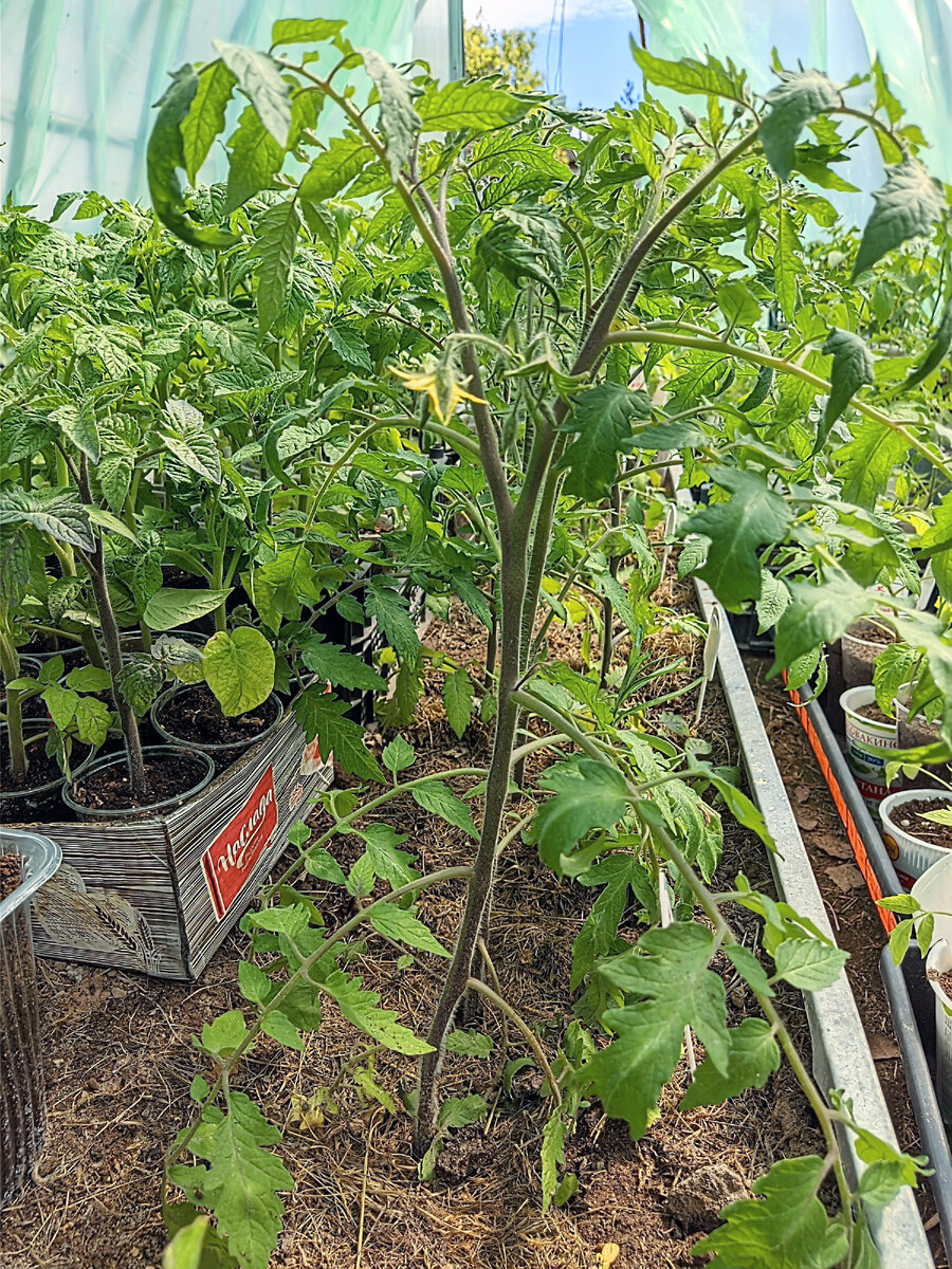 Томаты, посеянные в середине февраля. Центральная грядка в теплице с тепловой пушкой. Морозы пережили! В лунках только биогумус и компост.