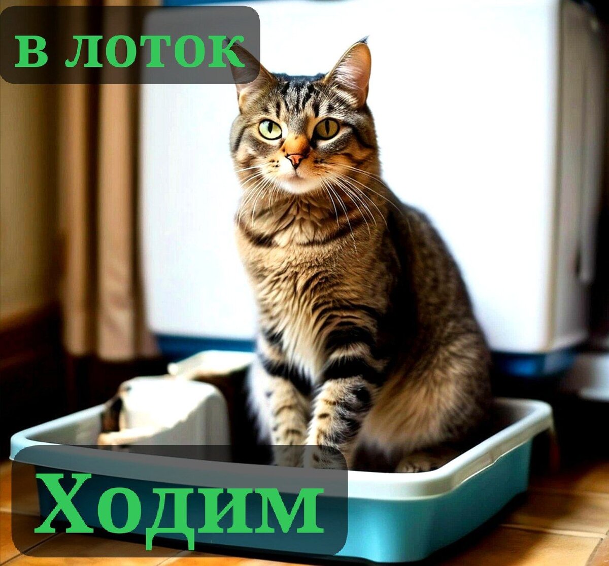 Как приучить кота к лотку