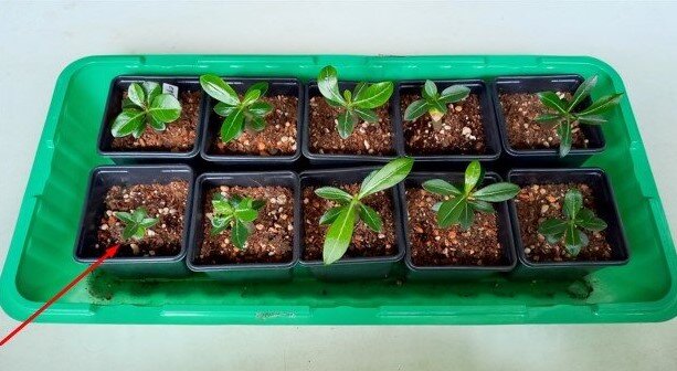 Начало...Этим сеянцам 2 месяца.