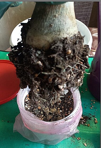 Корни перед пересадкой того самого, который в ожидании цветения
