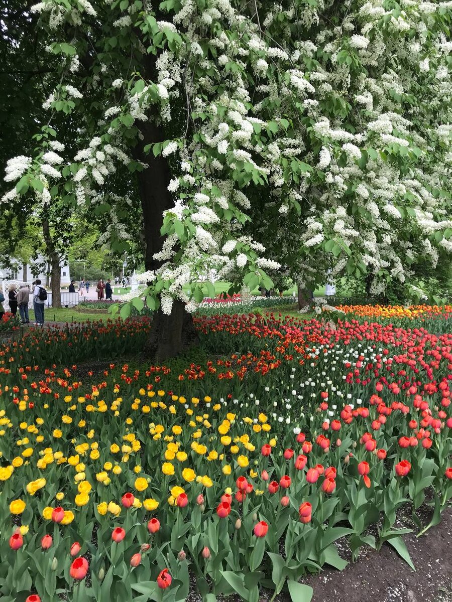 Фестиваль тюльпанов 2023 г. 