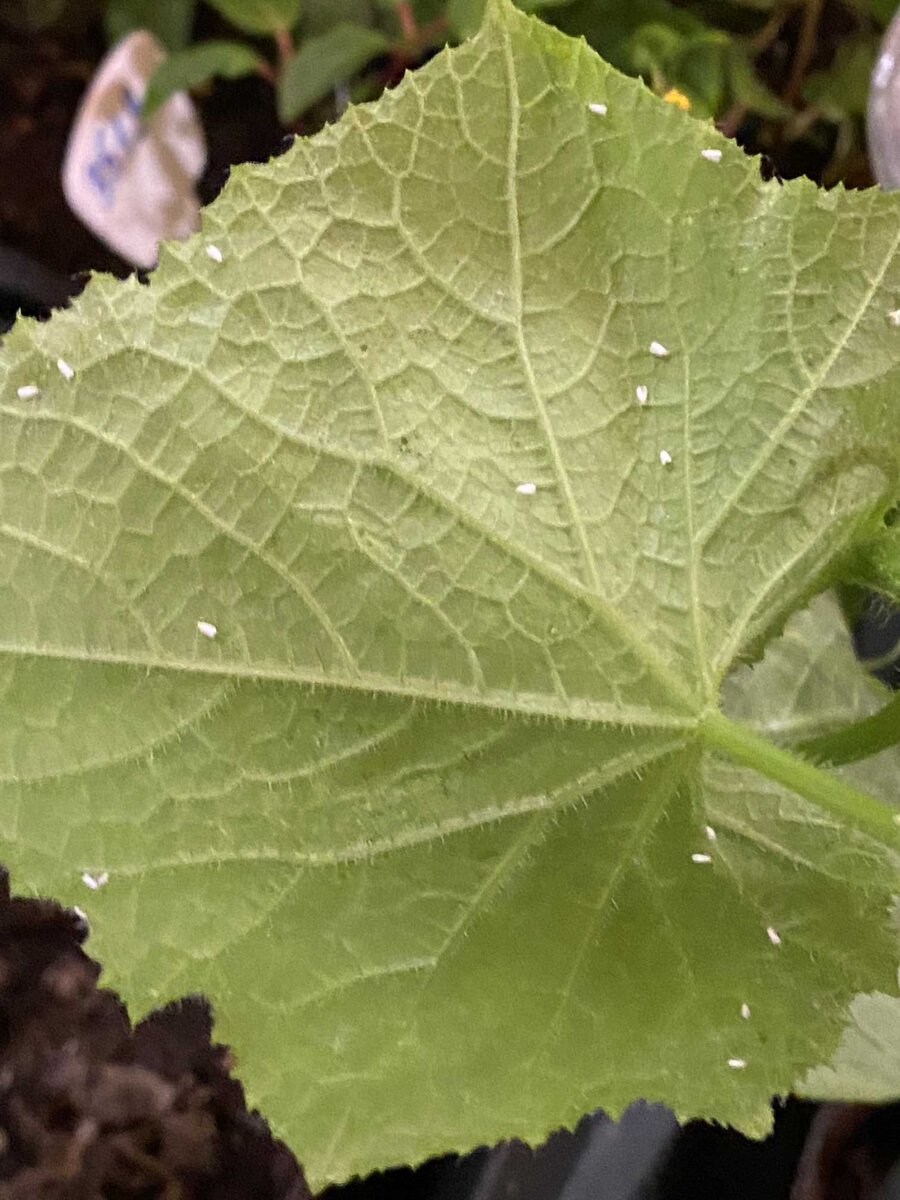 Белокрылка на огурцах, фото автора