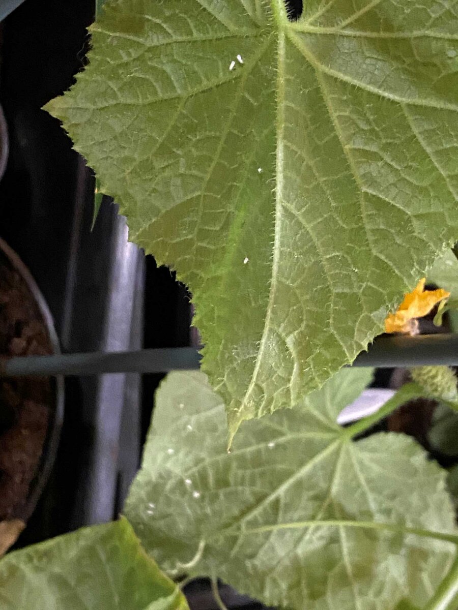 Белокрылка на огурцах, фото автора