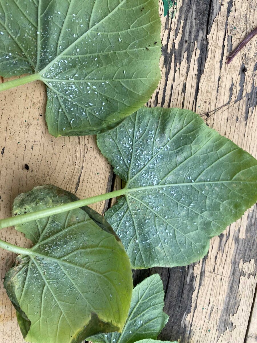 Белокрылка на огурцах, фото автора