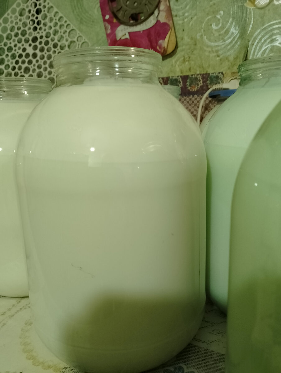 Молочко моей кормилицы Зореньки 