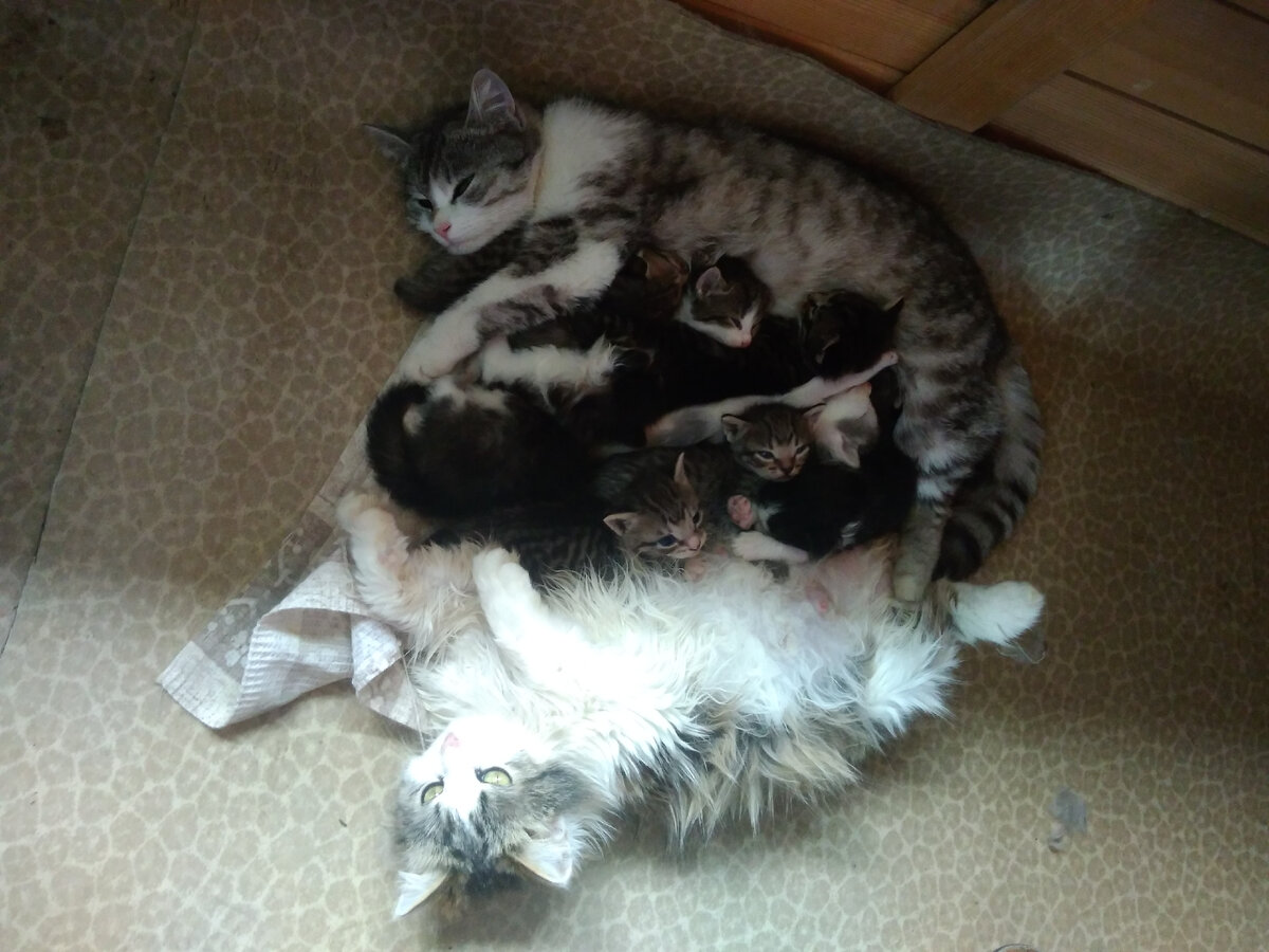 Лох-Мушка. Та, которая самая непричёсанная.