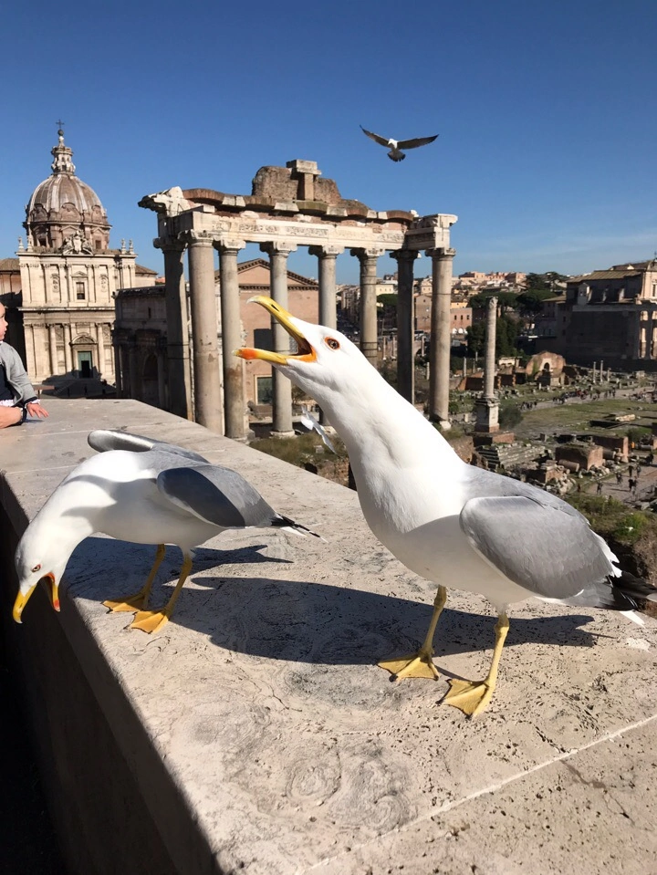 Самые активные здесь – это птицы 