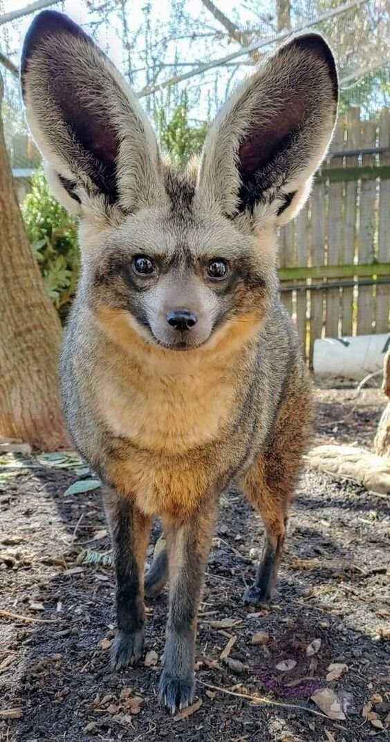 Как вам лисичка? Выглядит, как смесь волка и зайца, собранные в фотошопе. На самом деле, это реальное животное – большеухая лисица. Уши вырастают до 13 см в длину – непропорционально большие.