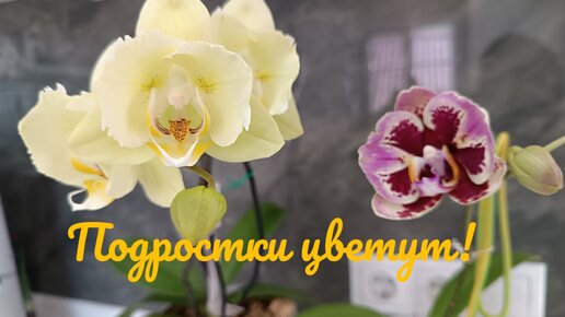 Первое домашнее цветение подростков Phal. Champagne, Phal. Dream Diamand, Phal. Anacinda🌺