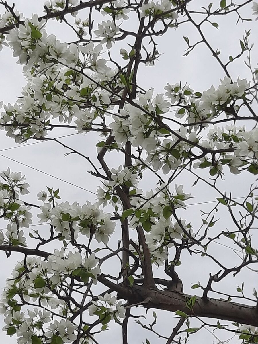 Фото автора. Вот такая у нас красота!