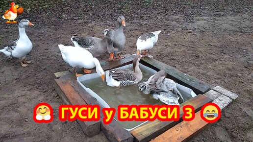 Гуси у Бабуси 3 🪿🪿🪿