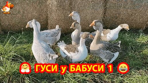 Гуси у Бабуси 1