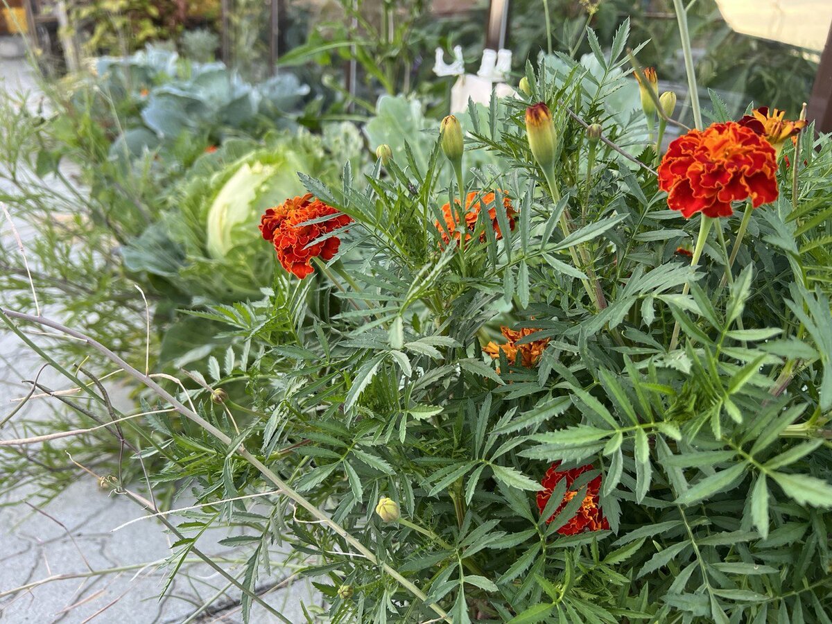 Бархатцы украсят любую грядку. Нужно только расстояние правильно рассчитать