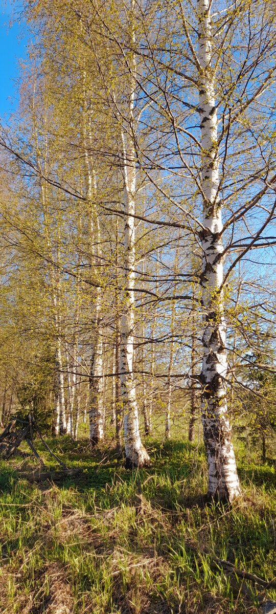 Берёзки в новых нарядах!))) Что за прелесть этот май!)