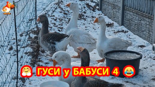 Тулузские гуси белые 🪿 Гуси у Бабуси 4