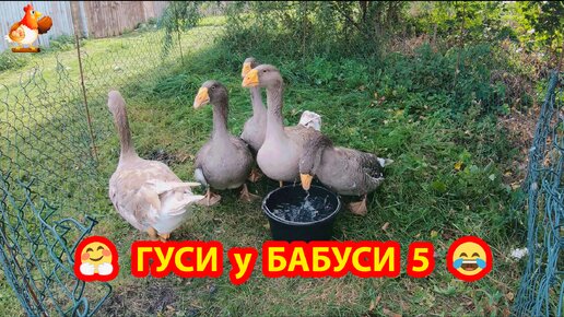 Тульские гуси 🪿 Гуси у Бабуси 5