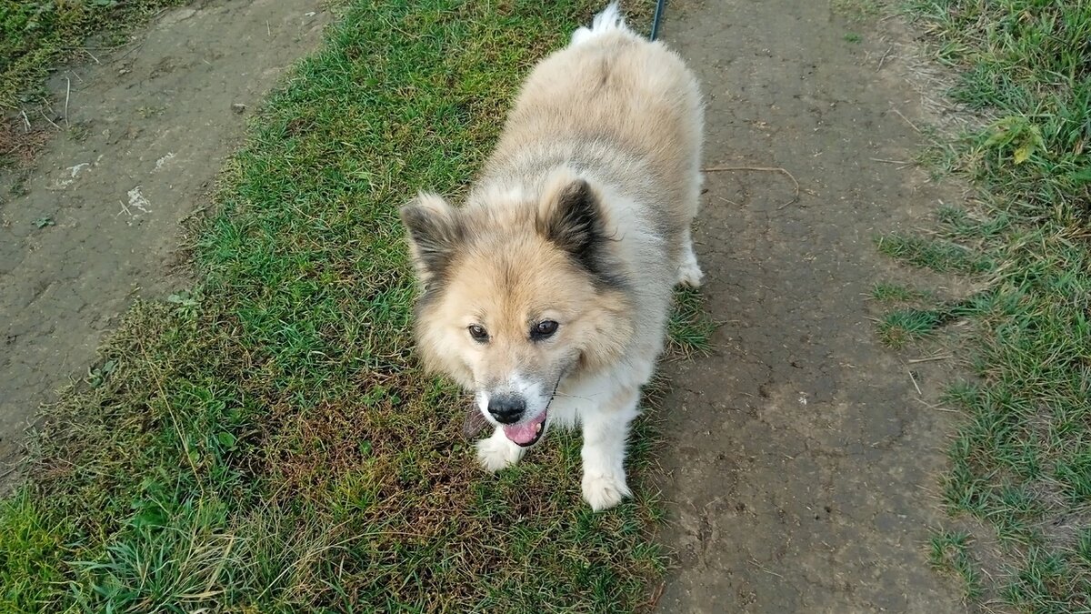 Мишелька в приюте.