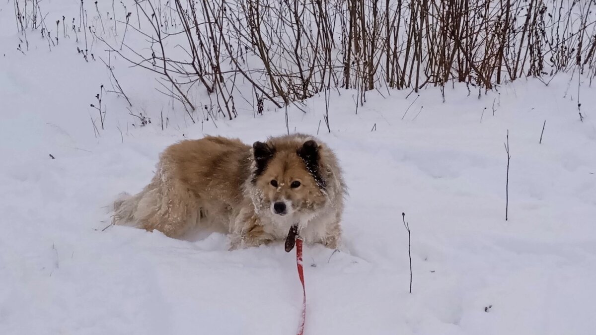 Прекрасная шуба хорошо грела в уральские морозы.