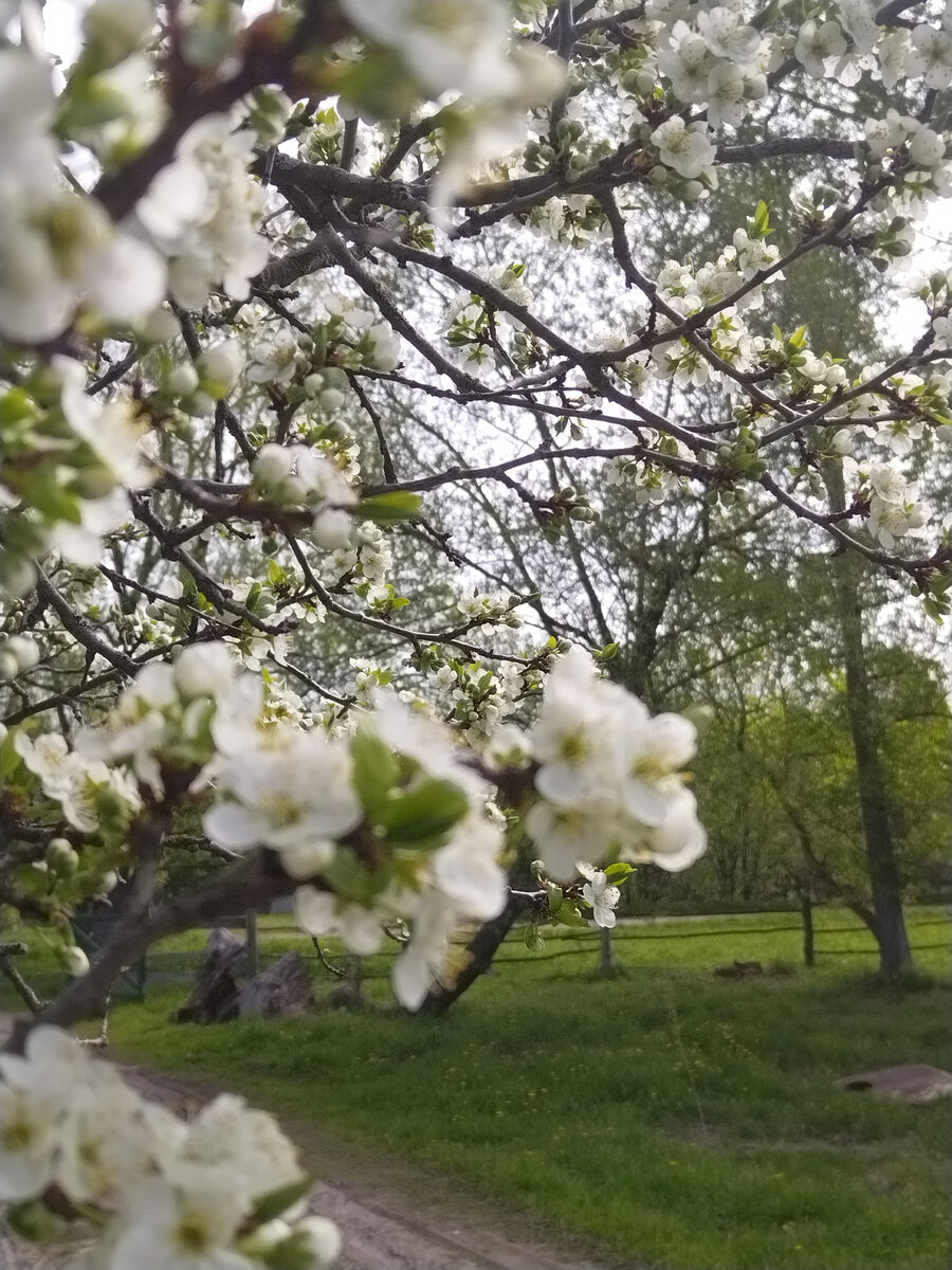 Я никогда не привыкну к весне🌱..(подборка цитат от классиков) | Записки  матушки Анны..🍁 | Дзен